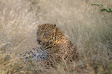 Fototapeta na wymiar Big male Leopard laying down in the grass.