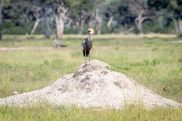 Grey crowned crane standing on a Termite mount.