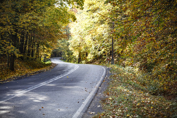 autumn road 