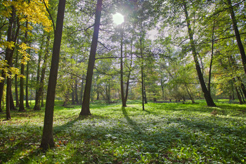 Beautiful, autumn scenery in the park.