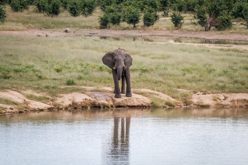 Fototapeta na wymiar Elephant bull at a waterhole.