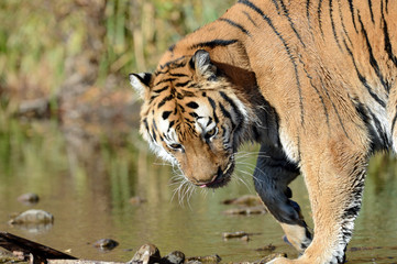 tiger in water