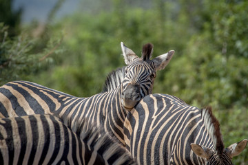 Zebras bonding in Marakele.