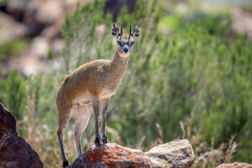 Klipspringer standing on rocks.