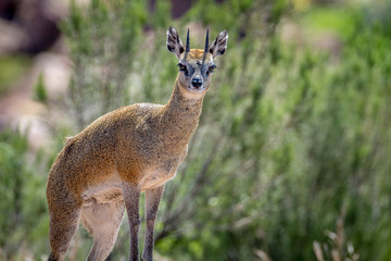 Klipspringer standing on rocks.