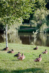 Flock of wild ducks on recreation park or zoo