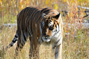BENGAL TIGER look for something 