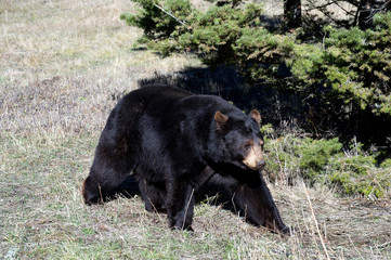 black bear walking