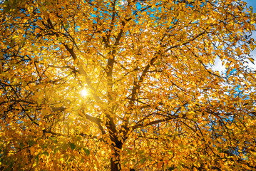 Tree Nut. Autumn, yellow leaves. The sun rays break through the crown