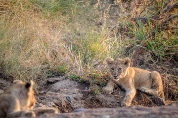Naklejka na ściany i meble Lion cub laying in a dry riverbed.