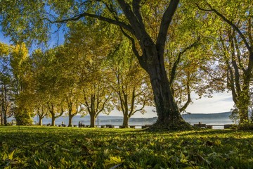 Fototapeta premium Herbstferien am schönen Bodensee Mettnau Park Radolfzell 