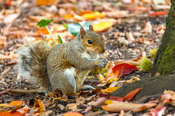 A grey squirrel sits at the base of a tree eating a nut in an autumn fall scene in Greenwich Park, London, United Kingdom