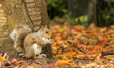A grey squirrel sits at the base of a tree eating a nut in an autumn fall scene in Greenwich Park, London, United Kingdom