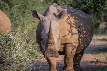 Fototapeta premium White rhino starring at the camera.