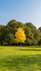A beautiful small yellow tree stands out from the crowd of green trees on a sunny day in Greenwich Park, London, United Kingdom.