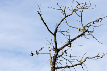 group flock of cormorant birds diver water birds sitting on branches of tree preening feathers black under blue sky hunting resting