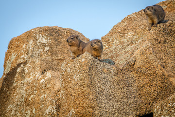 Rock dassies sitting on rocks.