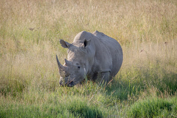 Obraz premium Big White rhino bull standing in the grass.
