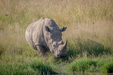 Obraz premium White rhino bull standing in the grass by the water.