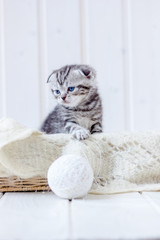 Young kitten plays with white ball of wool.
