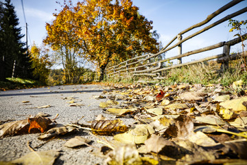 autumn road 