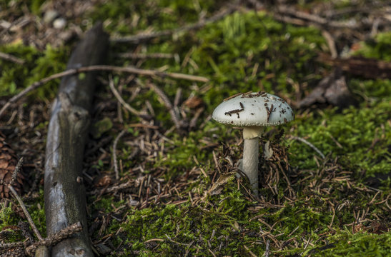 White green poisonous mushroom in moss