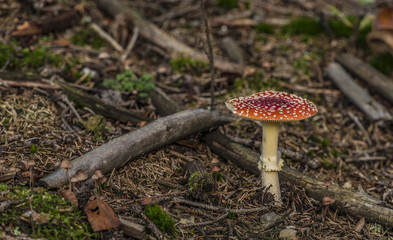 Amanita muscaria mushroom in sunset forest