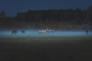 Obraz na płótnie Canvas Wild horses eating grass in meadow covered in fog. Dusky and gloomy weather surrounds the field covered with green grass. An evening feast right after the sunset.