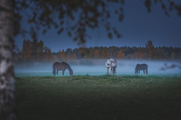 Wild horses eating grass in meadow covered in fog. Dusky and gloomy weather surrounds the field covered with green grass. An evening feast right after the sunset.