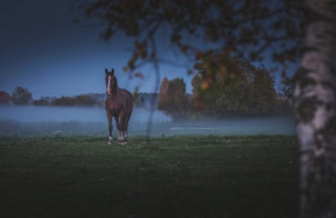 Wild horses eating grass in meadow covered in fog. Dusky and gloomy weather surrounds the field...