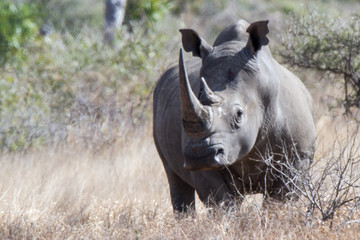 White Rhino in Kruger national park