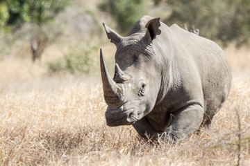 Rhino in Kruger National park