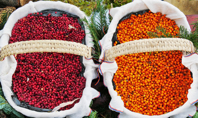 Autumn berries in two baskets. Red lingonberry (Vaccinium vitis-idaea) and yellow sea-buckthorn berries (Hippophae rhamnoides)