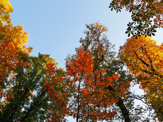 Golden treetops in autumn, colorful tree canopy against the blue sky.