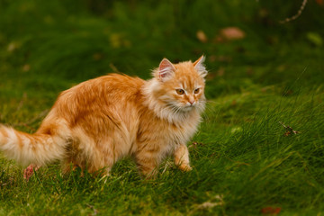 Naklejka na ściany i meble Red cat walking on the grass hunting and looking up red cat in the grass in autumn