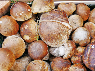 Porcini mushrooms, penny bun in a box (Boletus edulis)