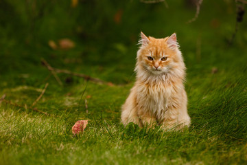 Naklejka na ściany i meble Beautiful vivid bright orange color cat lay on green grass in first red maple leaves