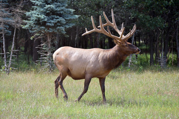 Close up of male elk