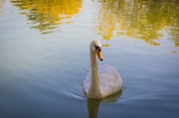 Fototapeta premium White swan on water