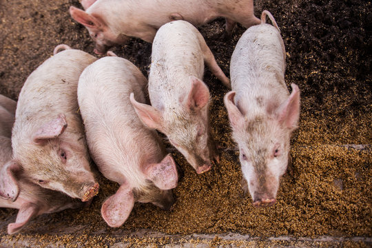 A close up of six baby piglets at a feed trough