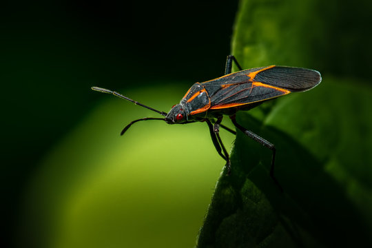 Boxelder Bug Looking Out from Edge of Leaf