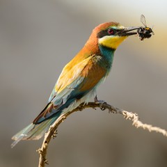 Obraz premium European bee-eater sitting on a branch with a bee in its beak