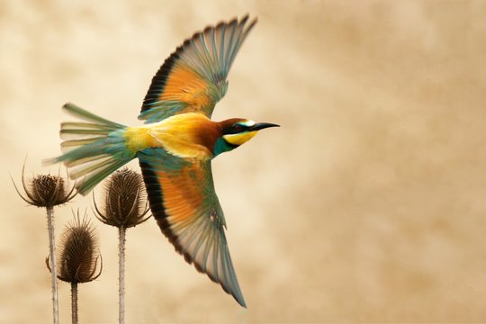 European bee-eater in flight on a beautiful background
