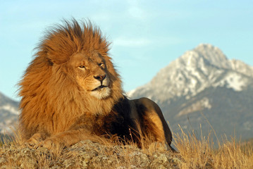 Obraz na płótnie Canvas lion looking regal