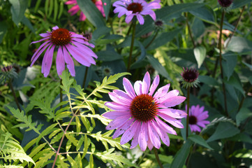 Obraz premium Coneflower in the garden