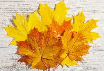 Maple leaves background