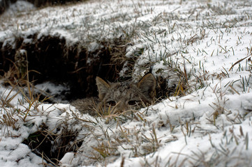 i see you Lynx playing hide and seek 