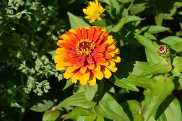 Zinnia flower
