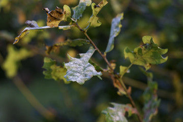 Eichenmehltau - Pilzkrankheit - Blattkrankheit