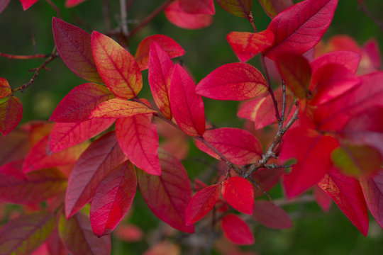 Blaubeer Strauch - rote Blätter - Herbst